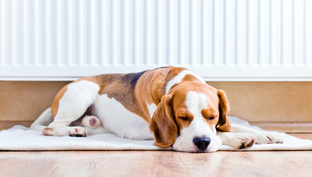 Dog sleeping on floor image