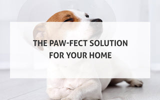The Paw-fect Solution: Heated Driveways for Your Pet's Well-Being