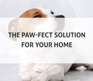 The Paw-fect Solution: Heated Driveways for Your Pet's Well-Being